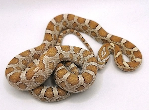 0.1 Golddust het Palmetto, Scaleless, Anery 