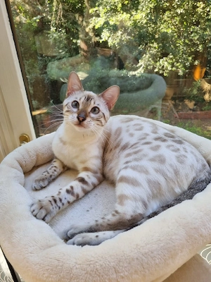 Snow Bengal Katze 6 Monate alt