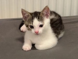 Kater abzugeben 
