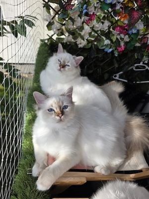 Heilige Birma Kitten