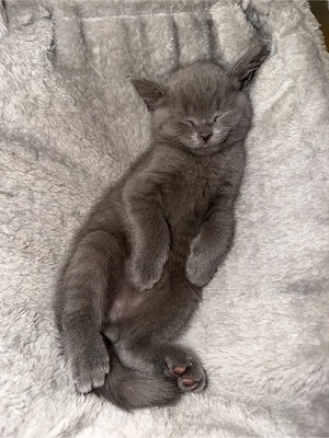 BKH Kitten sucht ein zuhause