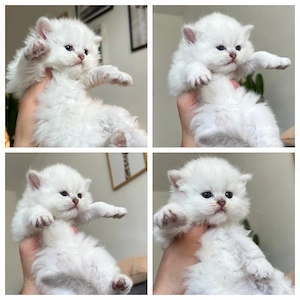 Bezaubernde reinrassige BLH kitten