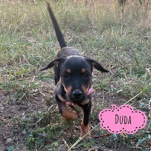 Duda, liebes, menschnenbezogenes und katzenverträgliches Dackel Terrier Welpenmädchen