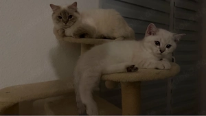 bkh kitten