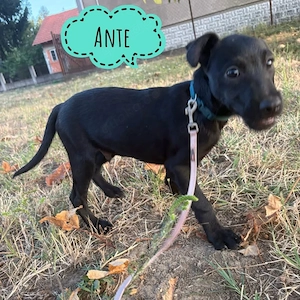 Ante, wundersüßer Welpe, menschenbezogen und katzenverträglich