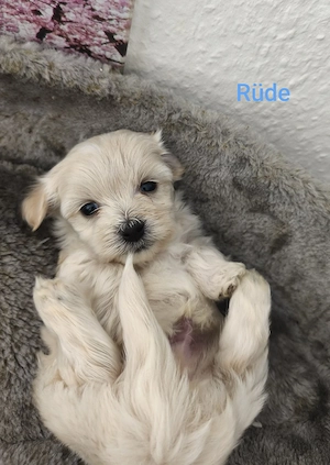 Zuckersüße Maltipoo Welpen   Rüden