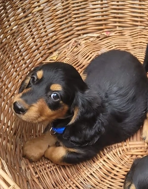 Traumhafte Langhaardackel-Welpen Black & Tan suchen ihr Körbchen! Bild 7