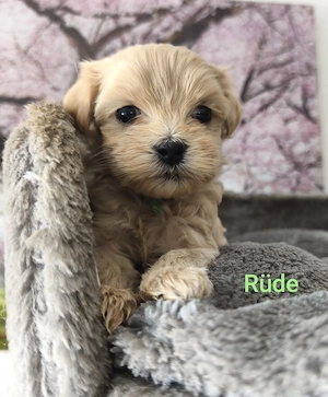 Zuckersüße Maltipoo Welpen   Rüden
