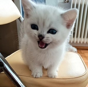 BKH Kätzchen suchen neues Zuhause