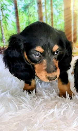Traumhafte Langhaardackel-Welpen Black & Tan suchen ihr Körbchen! Bild 8