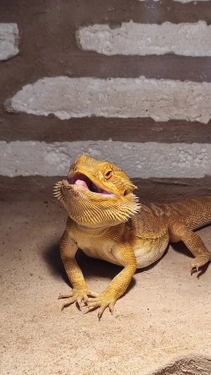 bartagame in liebevolle Hände abzugeben 