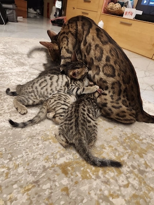 Bengal Katzenbabys