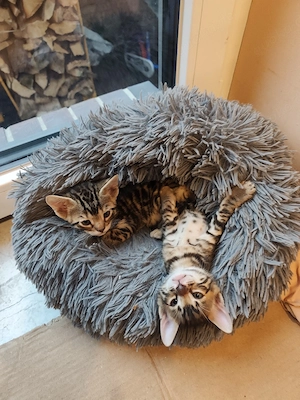 Bengal-Kitten