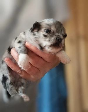 Typvolle Chihuahua Welpen.L.H 