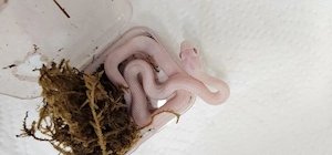 Kornnatter NZ26 Bloodred pied sided , Palmetto, Blizzard, Anery Palmetto, Mandarin, Anery, Classic 