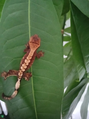 Kronnengecko 0.0.1