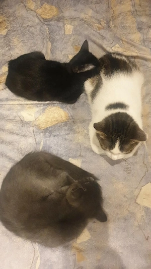 schönen katze