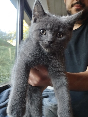  Zwei zuckersüße Britisch Kurzhaar (BKH) Kater suchen ein liebevolles Zuhause!     