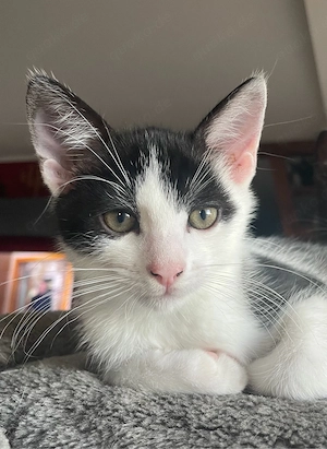 Katzenbaby schwarz-weiß