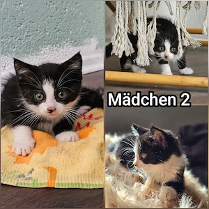 Zauberhafte Britisch langhaar mix Katzen