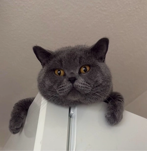 bkh katze 