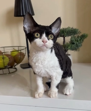 Entzückendes weibliches Devon-Rex-Kätzchen sucht ein neues Zuhause