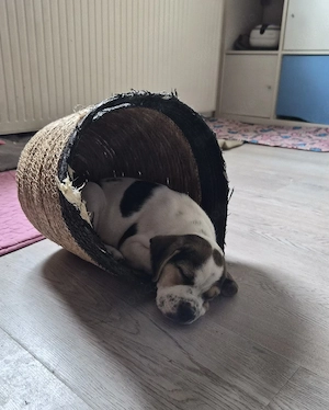 Old English Bulldog Mix Welpen