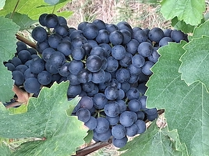 Jetzt! Weintraubenernte im Weinberg mit Familie oder alleine
