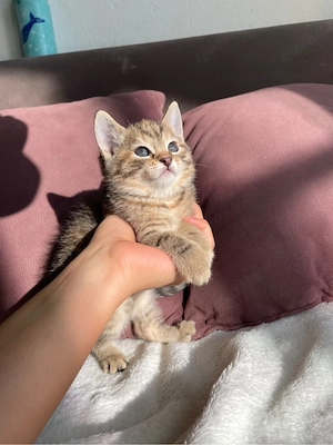 BKH kitten Suchen eine neue zuhause 