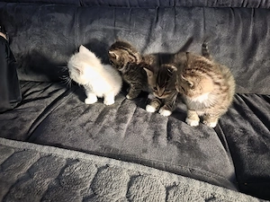 baby katze Bild 3