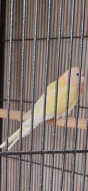 Bourkesittich