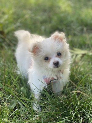 Maltipoo-Zwergspitz-Mix sucht ein neues Zuhause