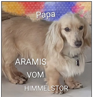 Traumhafte Langhaardackel-Welpen Black & Tan suchen ihr Körbchen! Bild 9