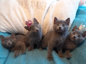 Russisch Blau kitten mit Stammbaum abgabebereit! 