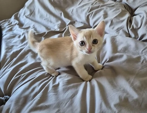 Burma Kitten mit Stammbaum