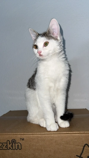 Kitten. Britisch-Kurzhaar-Kitten mit Zubehör abzugeben Preis Verhandelbar
