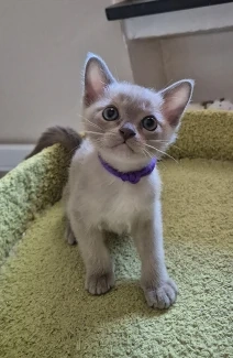 Burma Kitten mit Stammbaum