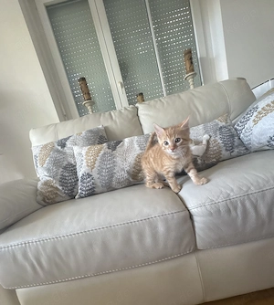 Fledger Süßer Kater, Türkisch-Angora-Mix   EKH Kitten, sucht liebevolles Zuhause
