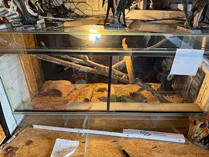 Terrarium mit 3 Kornnattern