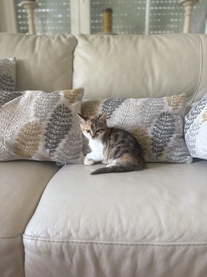 Süßes Katzenmädchen Türkisch-Angora-Mix   EKH Glückskatze