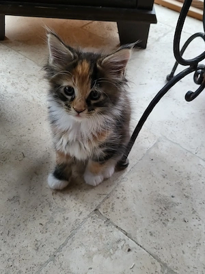 Main Coon Mädchen abzugeben