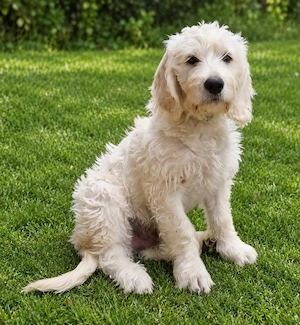 Zwei Labradoodlejungs suchen ihr Traumzuhause