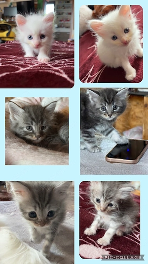Maine Coon Kitten suchen ab 28.10.2026 ein zu Hause 