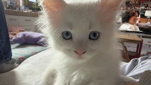 Maine Coon Kitten suchen ab 28.10.2026 ein zu Hause 