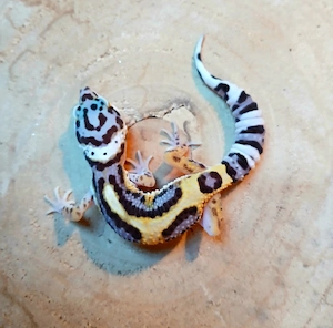 3.0 Leopardgecko Lavender Bold Green Tangerine 2026 Eublepharis Macularius 