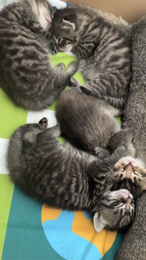 3 Babykitten abzugeben die sind erst 3 Wochen alt.