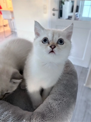 BKH Kitten 