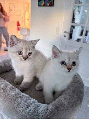 BKH Kitten reinrassig 