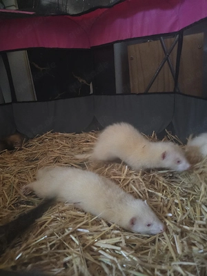 Frettchen Rüden 