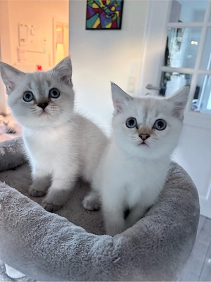 BKH reinrassig Kitten